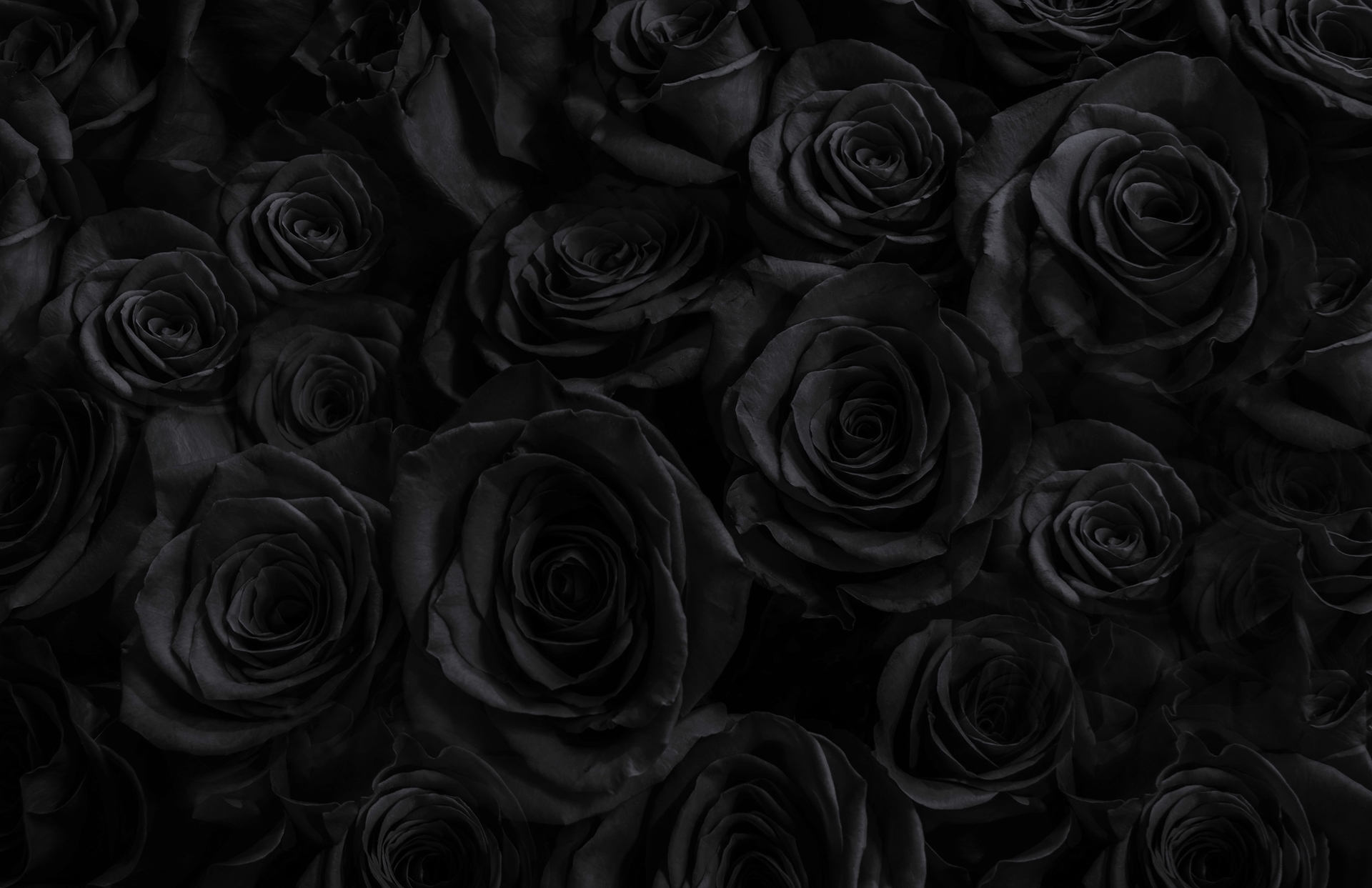 Blackout Black Roses. Click to learn more about the color.